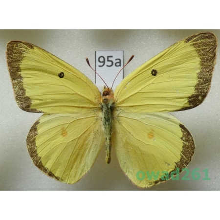 Colias interior Scudder, 1862 male USA95a